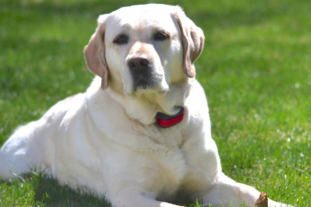 Labrador Retrievers