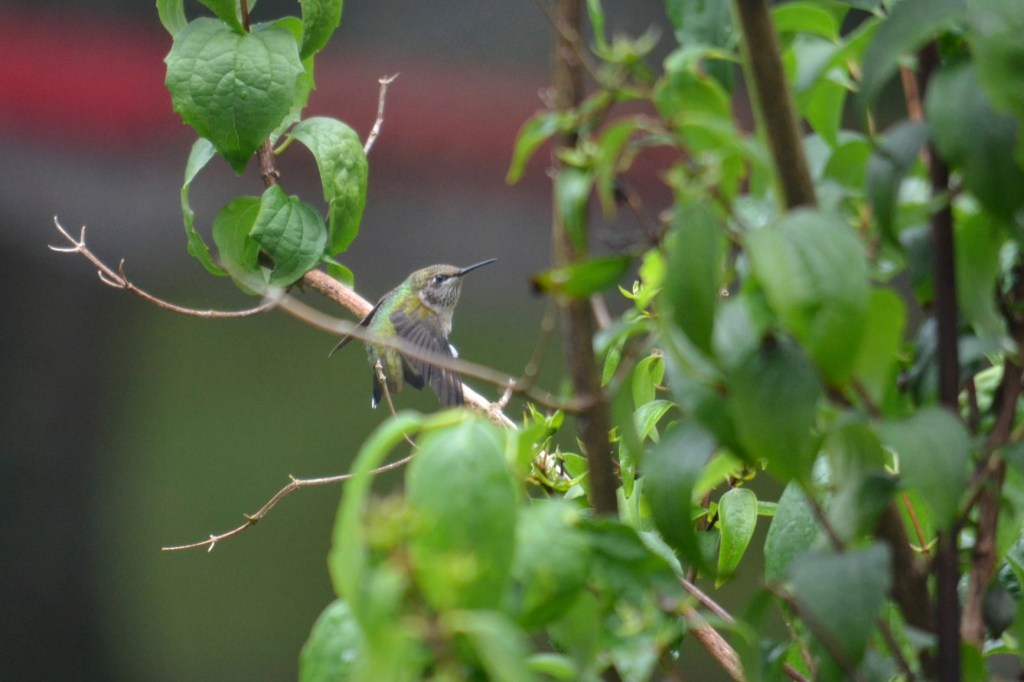 Ruby-throated Hummingbirds