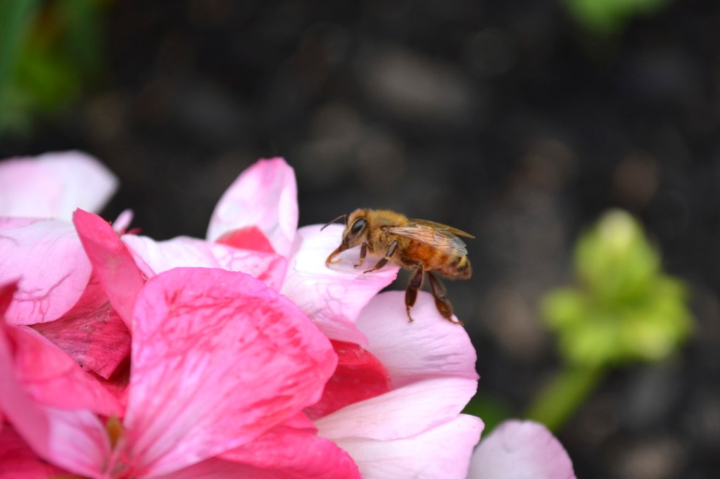 EcoSMART Weed Killer