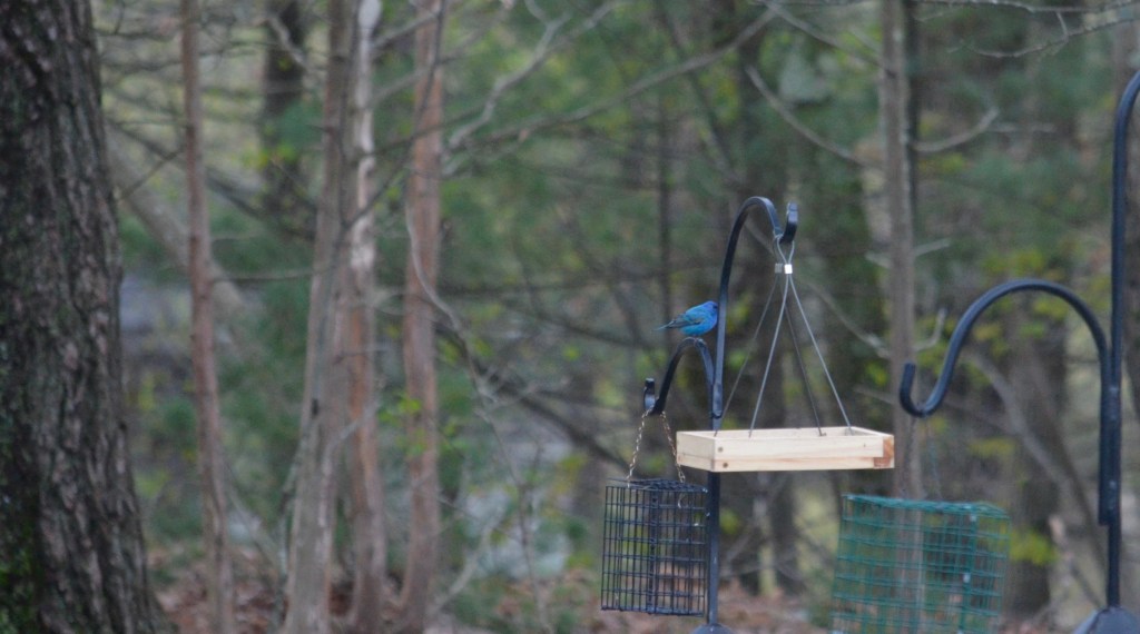 Indigo Bunting Sighting