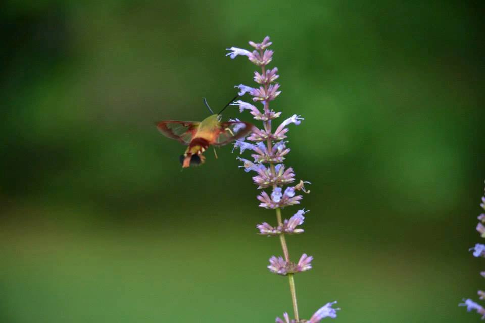Gardening as a Lesson in&nbsp;Patience